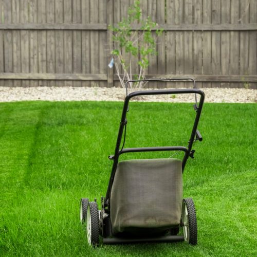 Lawn mower cutting green grass in backyard, mowing lawn